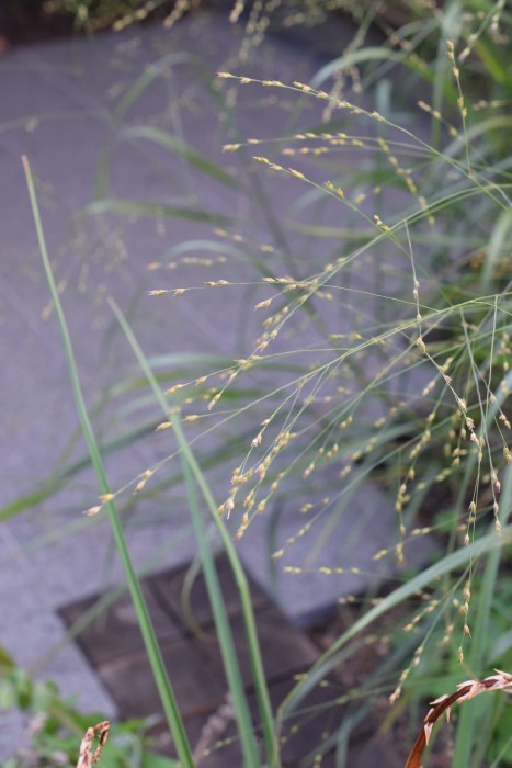 Panicum